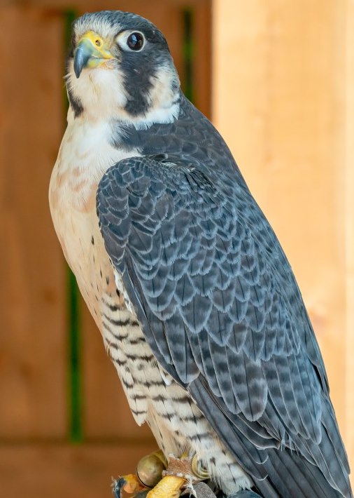 Uqrop Nos Oiseaux De Proie